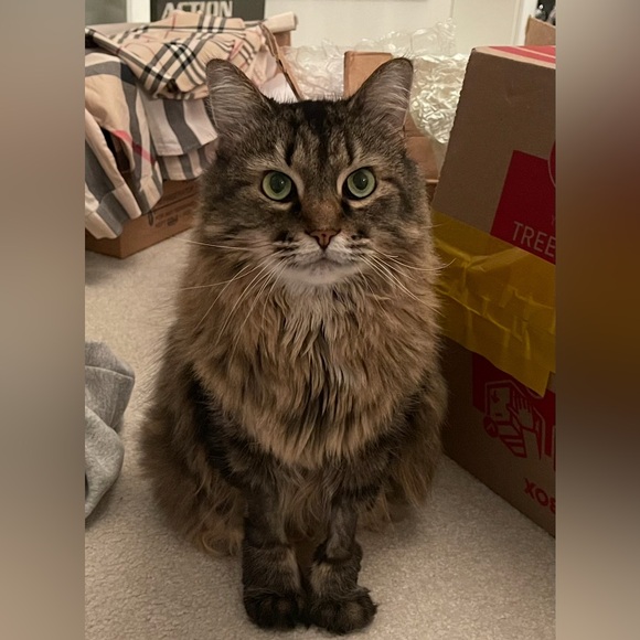 Cream and White Sequined Zoe Dress - Picture 14 of 15